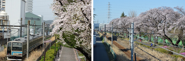 小山小学校裏桜並木の桜の写真