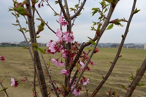 スポレクパークの桜