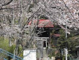 望地弁天キャンプ場の桜の写真1
