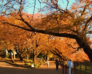 横山公園の写真