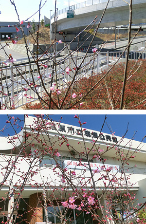 オカメ桜の写真