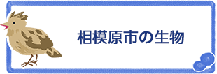 相模原市の生物