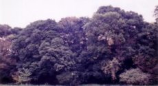 勝坂の照葉樹林　写真
