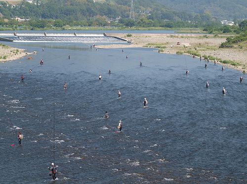 相模川のアユは釣りの様子