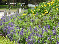 相模原麻溝公園のサルビアの拡大写真を表示