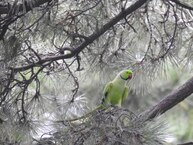 インコ（相模大野中央公園）（2023年9月撮影分）の拡大写真を表示