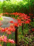 パノラマ花壇のヒガンバナ（相模川自然の村公園）（2023年9月撮影分）の拡大写真を表示