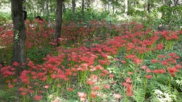 彼岸花（相模原北公園）の拡大写真を表示