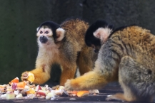 フルーツ盛合せ(麻溝公園動物ふれあい広場)の拡大写真を表示