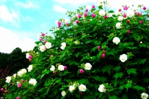 酔芙蓉(津久井湖城山公園)の拡大写真を表示