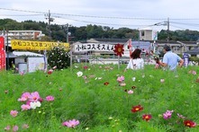小松コスモスまつり（2023年10月撮影分）の拡大写真を表示