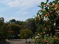 キンモクセイ（県立相模原公園）（2023年10月撮影分）の拡大写真を表示