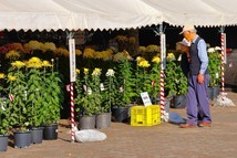 相模原市菊花競技会（相模原麻溝公園）（2023年11月撮影分）の拡大写真を表示