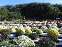 ざる菊花見会（南区磯部）（2023年11月撮影分）の拡大写真を表示