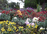 菊（相模原麻溝公園）（2023年11月撮影分）の拡大写真を表示