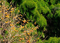 竹林と柿（緑区根小屋金丸）（2023年11月撮影分）の拡大写真を表示