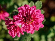 新磯のざる菊 at 葛坂歴史公園南(2025年11月分)の拡大写真を表示