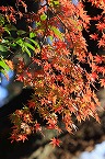 大沼神社の紅葉(2025年11月分)の拡大写真を表示
