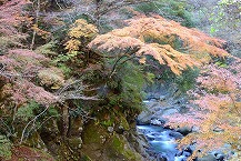 晩秋の早戸川渓谷(2025年11月分)の拡大写真を表示