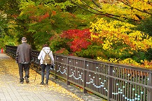 深まる秋の中を歩く(相模原麻溝公園)(2025年11月分)の拡大写真を表示