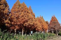 メタセコイアの紅葉（相模原北公園）（2023年12月撮影分）の拡大写真を表示