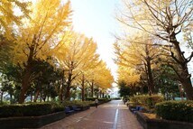 イチョウの黄葉（相模原北公園）（2023年12月撮影分）の拡大写真を表示