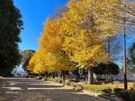 銀杏並木（淵野辺公園）（2023年12月撮影分）の拡大写真を表示