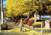 秋日和（市役所前通り）（2023年12月撮影分）の拡大写真を表示