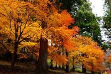 晩秋の紅葉（津久井湖城山公園）（2023年12月撮影分）の拡大写真を表示