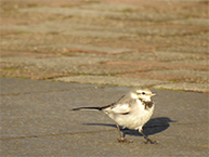 セキレイ（相模原麻溝公園）（2023年12月撮影分）の拡大写真を表示