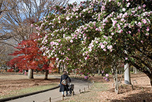 県立相模原公園の山茶花ともみじ（2025年12月撮影分）の拡大写真を表示