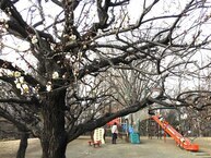 相模原北公園の梅園（2024年1月撮影分）の拡大写真を表示