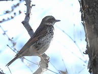 ツグミ（相模原麻溝公園）（2024年1月撮影）の拡大写真を表示