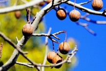「冬芽」が日増しにふくらみ、「実」は次第に落ちていく、ハンカチの木（麻溝公園）（2026年1月撮影分）の拡大写真を表示