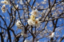梅の蕾（相模原北公園）（2026年1月撮影分）の拡大写真を表示