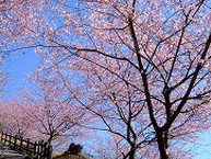 相模湖林間公園の河津桜の拡大写真を表示