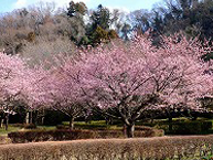 相模川自然の村公園の河津桜の拡大写真を表示