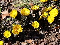 福寿草(相模原北公園）の拡大写真を表示