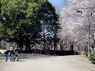 県立相模原公園-芝生広場付近の梅の拡大写真を表示