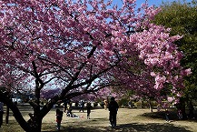 早咲きの桜（県立相模原公園）の拡大写真を表示