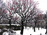 相模原北公園の梅園の拡大写真を表示