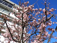 桜（緑区役所入り口）の拡大写真を表示