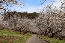 本沢梅園の拡大写真を表示