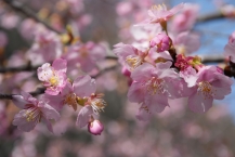 河津桜(相模湖林間公園)の拡大写真を表示