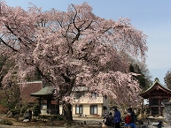 雲居寺の枝垂れ桜の拡大写真を表示