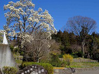 県立津久井湖城山公園のハクモクレンの拡大写真を表示