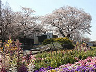 津久井湖城山公園（花の苑地）の桜の拡大写真を表示