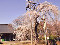 正念寺の枝垂れ桜の拡大写真を表示