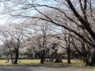 上大島キャンプ場の桜の拡大写真を表示