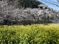 津久井湖城山公園（水の苑地）の桜の拡大写真を表示